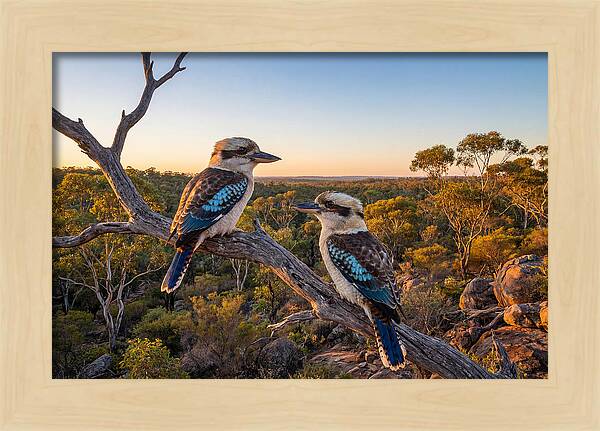Kookaburra Pair On A Branch