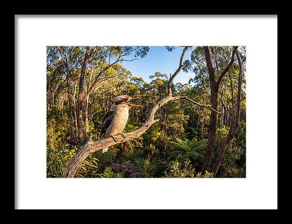 Kookaburra Serenade In Nature