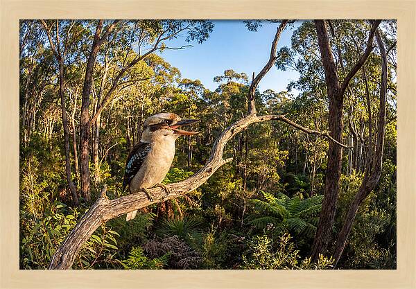 Kookaburra Serenade In Nature