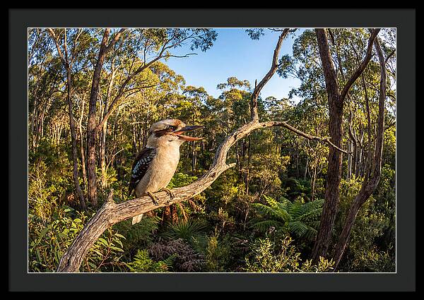 Kookaburra Serenade In Nature