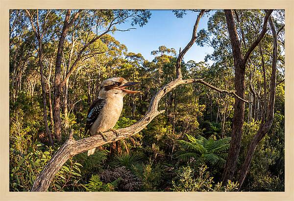 Kookaburra Serenade In Nature