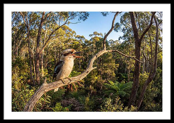 Kookaburra Serenade In Nature