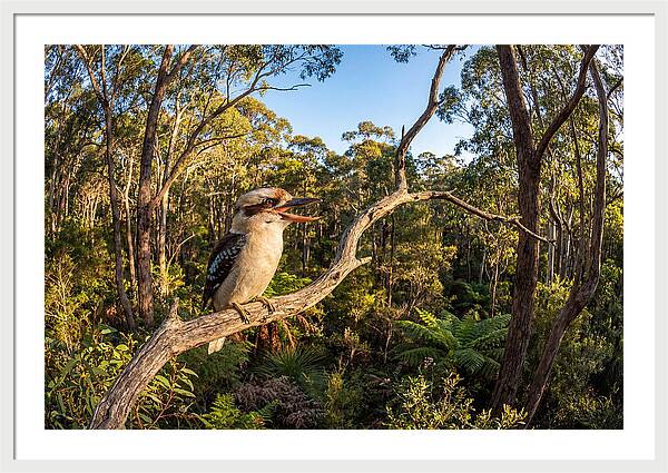 Kookaburra Serenade In Nature