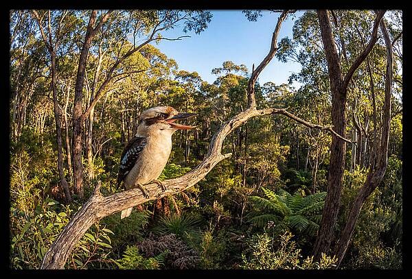 Kookaburra Serenade In Nature