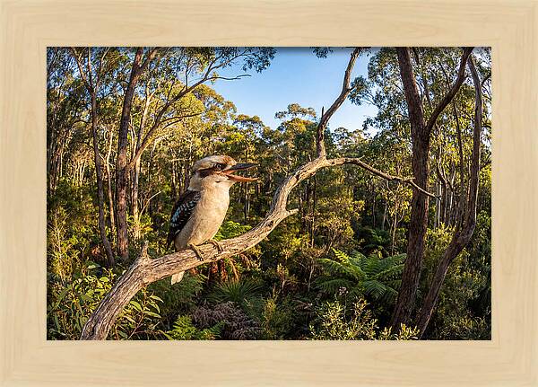 Kookaburra Serenade In Nature