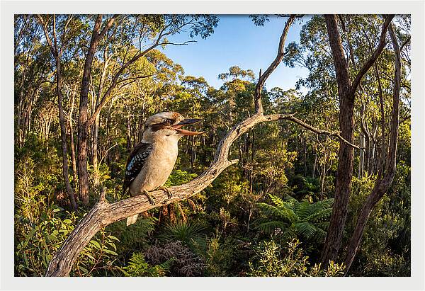 Kookaburra Serenade In Nature