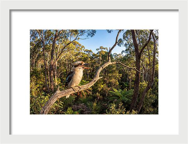 Kookaburra Serenade In Nature