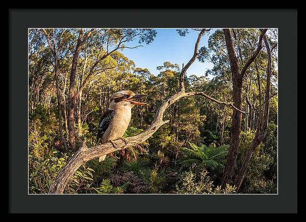 Kookaburra Serenade In Nature