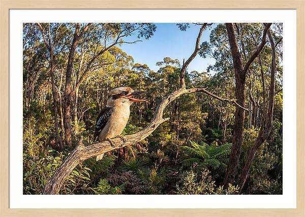 Kookaburra Serenade In Nature