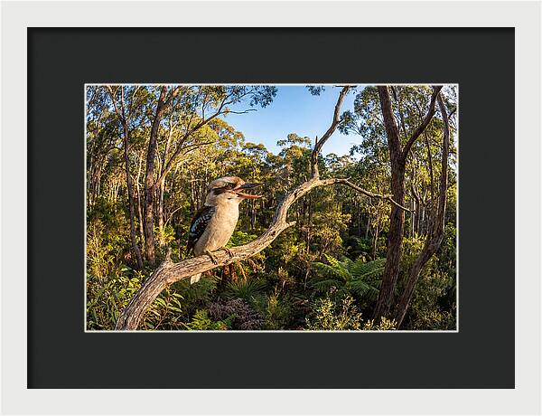 Kookaburra Serenade In Nature