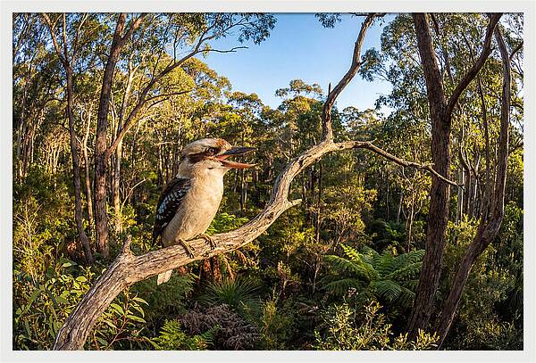 Kookaburra Serenade In Nature
