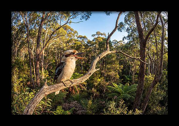 Kookaburra Serenade In Nature