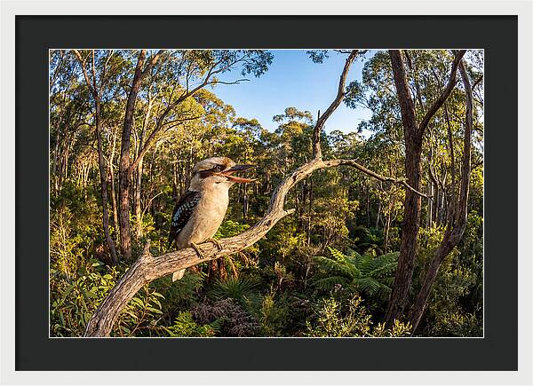 Kookaburra Serenade In Nature