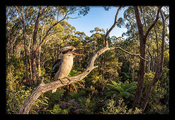 Kookaburra Serenade In Nature