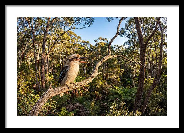 Kookaburra Serenade In Nature