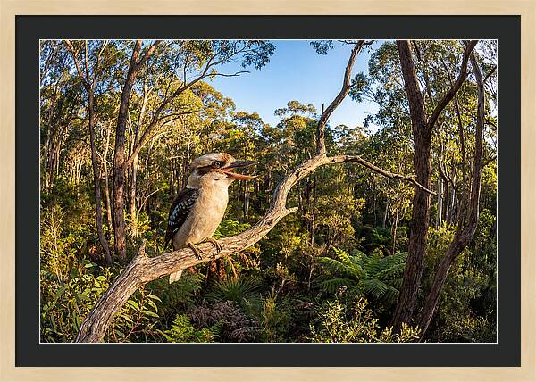 Kookaburra Serenade In Nature