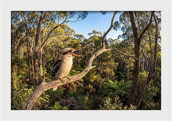 Kookaburra Serenade In Nature