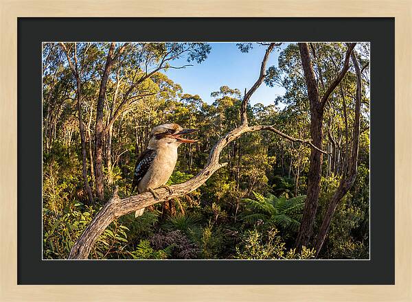 Kookaburra Serenade In Nature