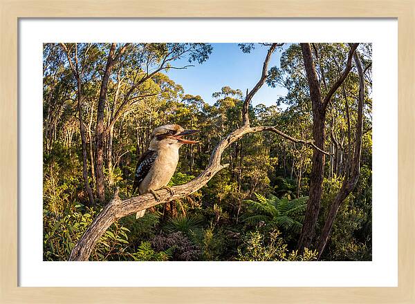 Kookaburra Serenade In Nature