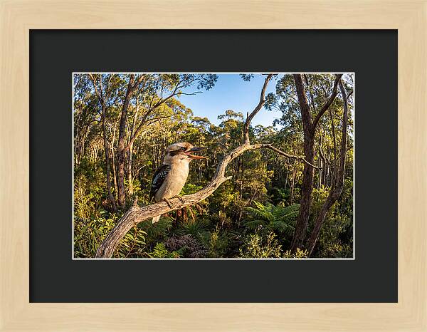 Kookaburra Serenade In Nature