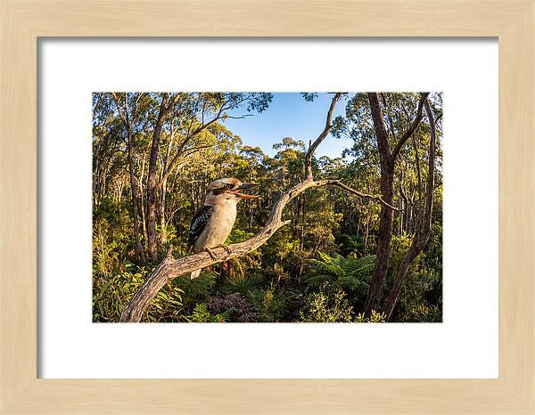 Kookaburra Serenade In Nature
