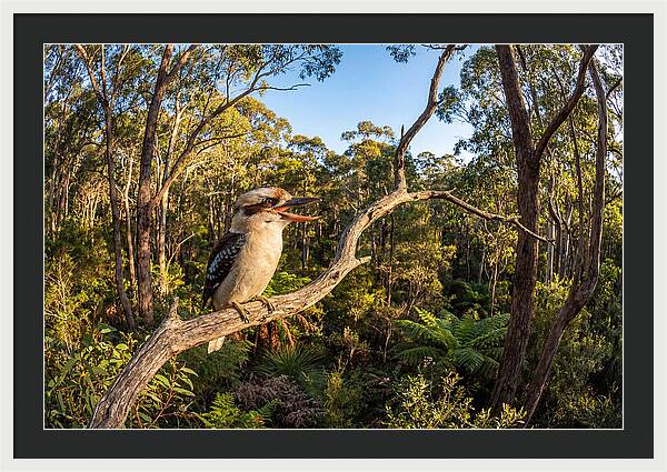 Kookaburra Serenade In Nature