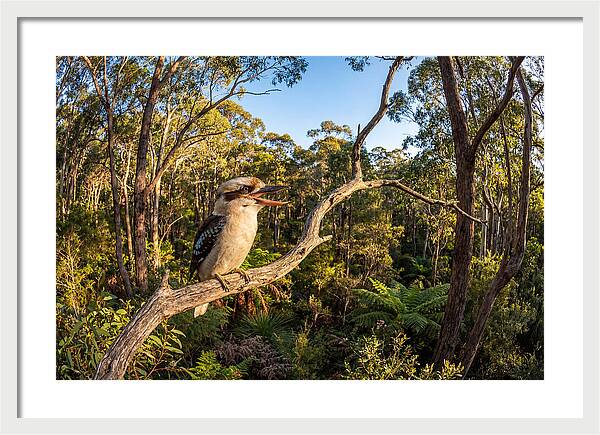 Kookaburra Serenade In Nature