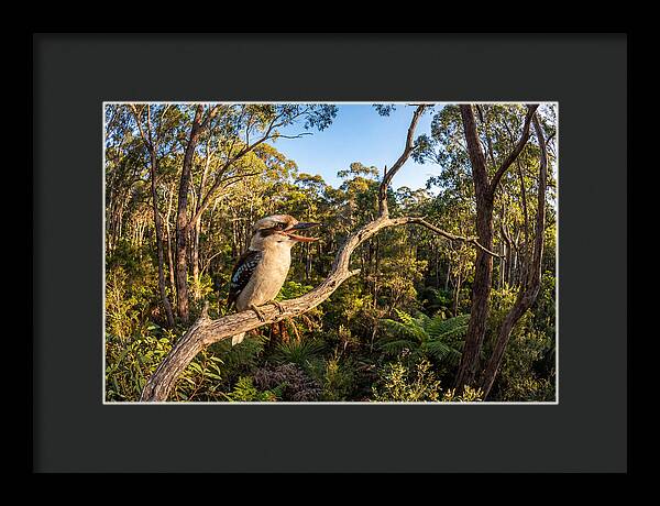 Kookaburra Serenade In Nature