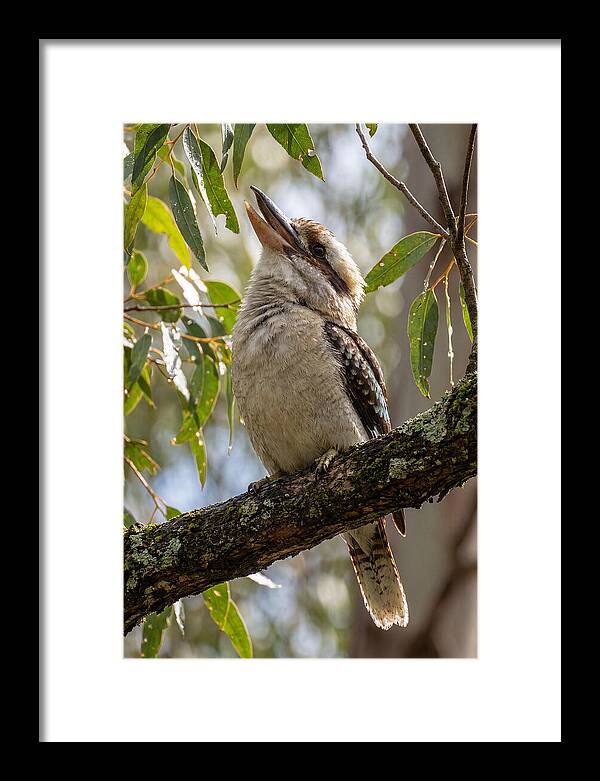 Kookaburras Joyful Call