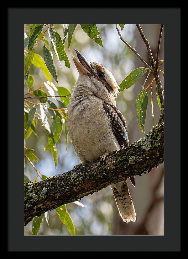 Kookaburras Joyful Call