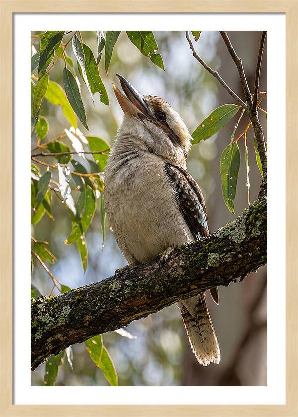 Kookaburras Joyful Call