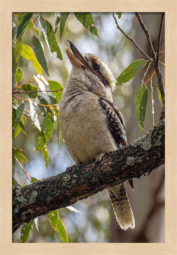 Kookaburras Joyful Call