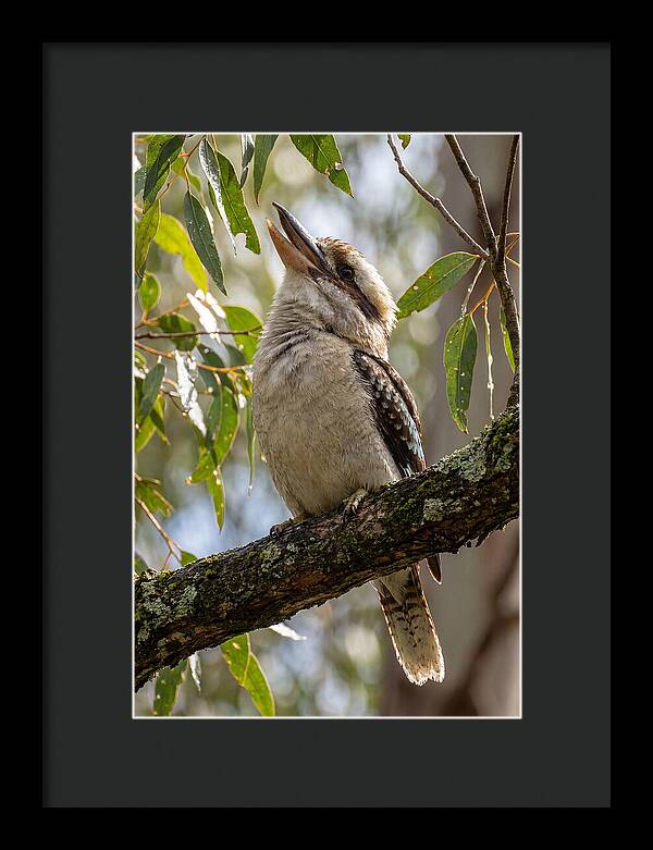 Kookaburras Joyful Call