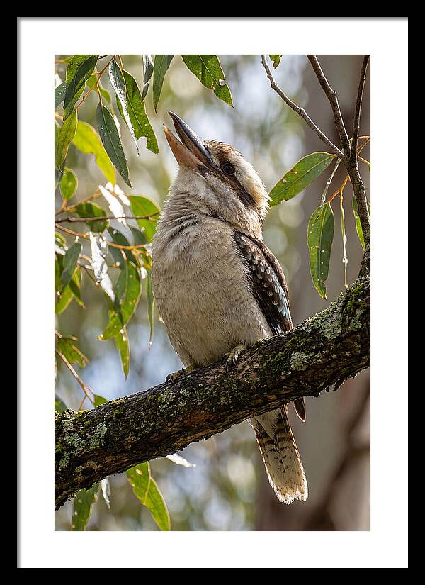 Kookaburras Joyful Call