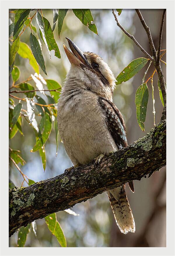 Kookaburras Joyful Call