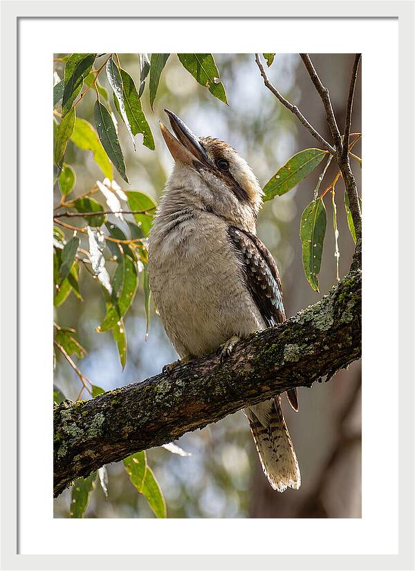 Kookaburras Joyful Call