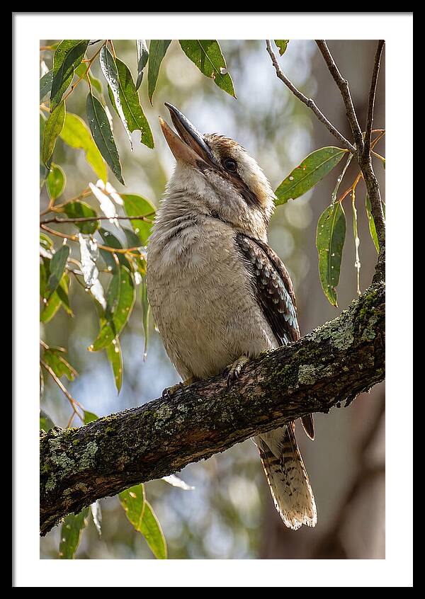 Kookaburras Joyful Call