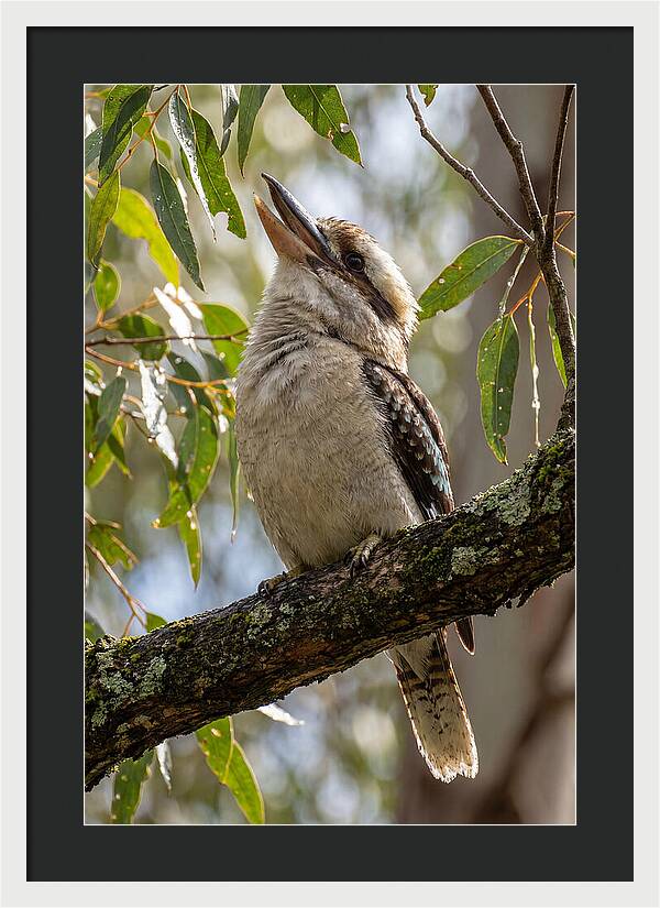 Kookaburras Joyful Call