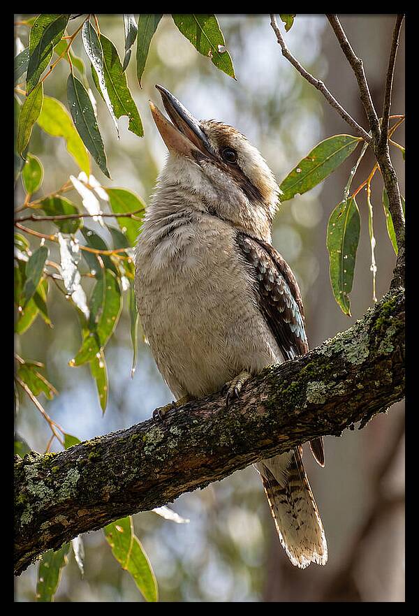 Kookaburras Joyful Call