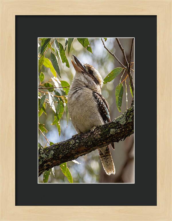 Kookaburras Joyful Call