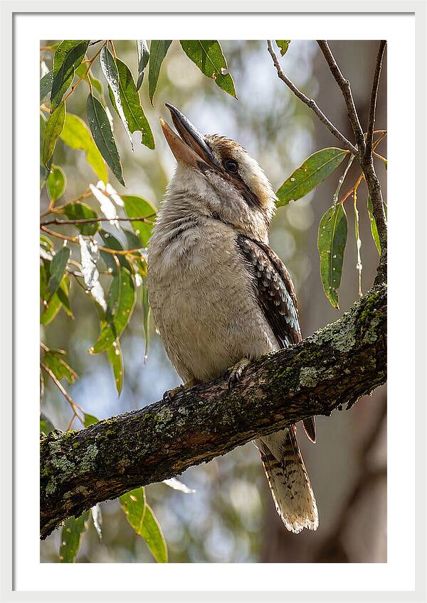 Kookaburras Joyful Call
