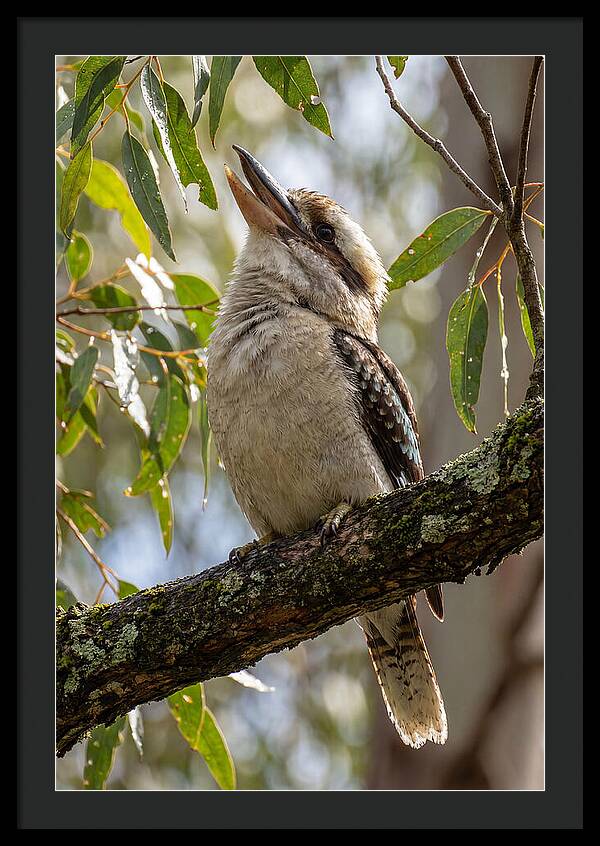 Kookaburras Joyful Call