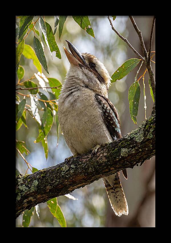 Kookaburras Joyful Call