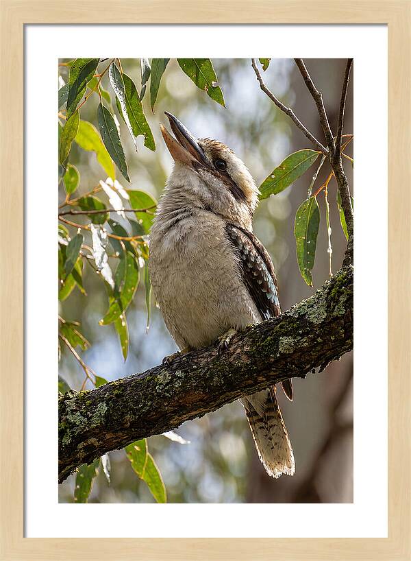 Kookaburras Joyful Call