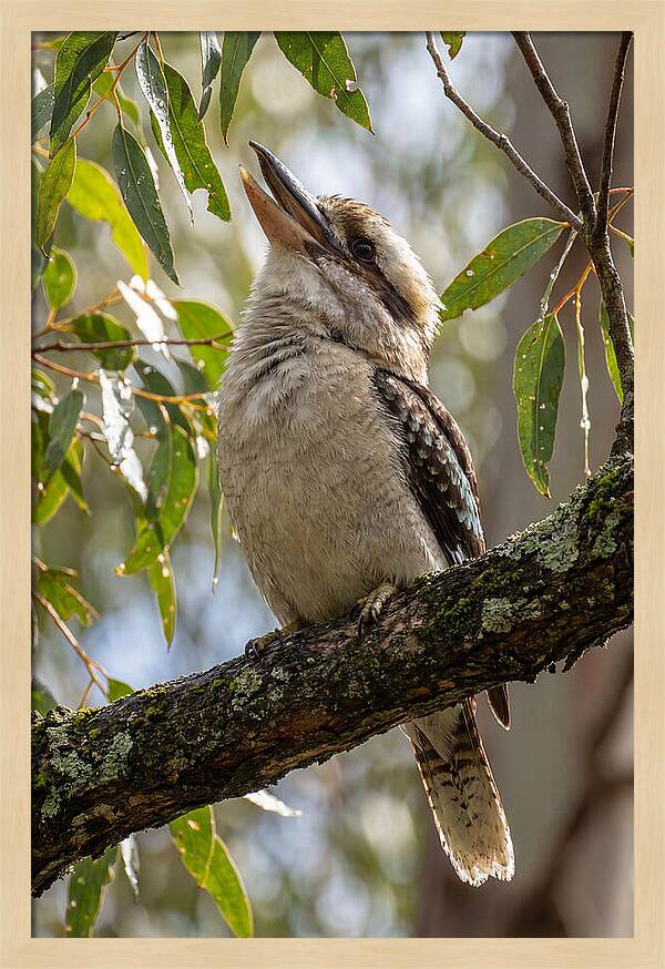 Kookaburras Joyful Call