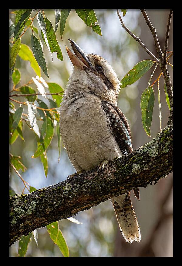 Kookaburras Joyful Call