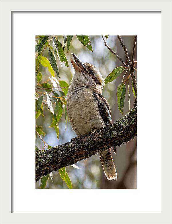 Kookaburras Joyful Call