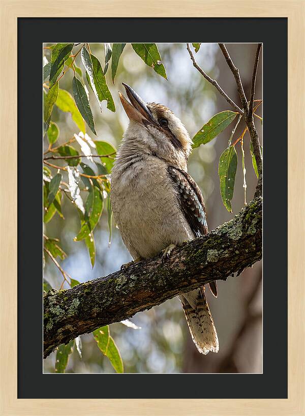 Kookaburras Joyful Call