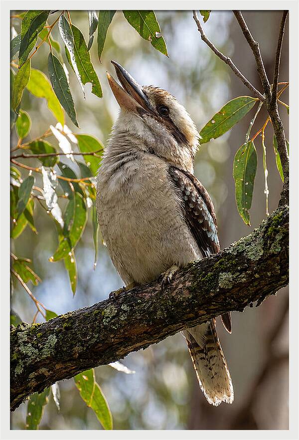 Kookaburras Joyful Call