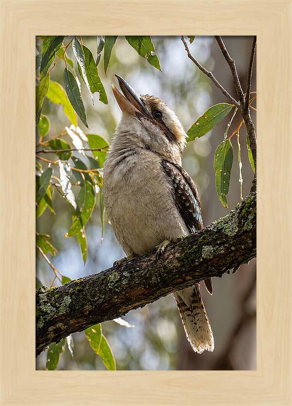 Kookaburras Joyful Call